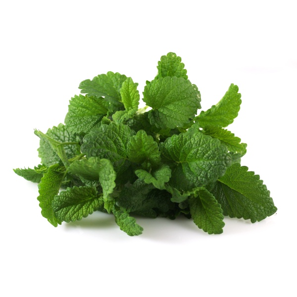 Medovka Melissa officinalis 2 g cca 4000 semien